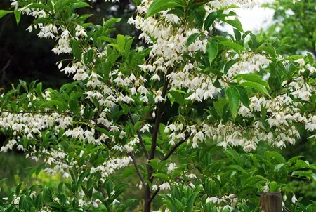 Styrax tree