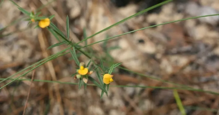 Stylosanthes guineensis