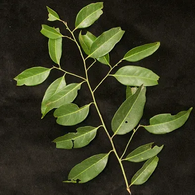 Staudtia kamerunensis