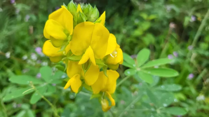 Crotalaria grahamiana