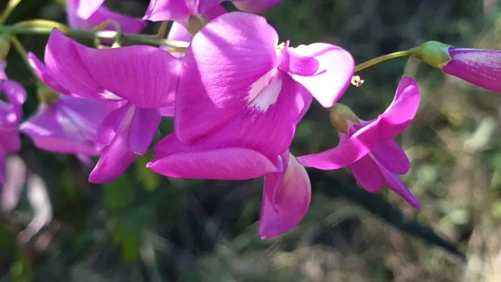 Swainsona galegifolia