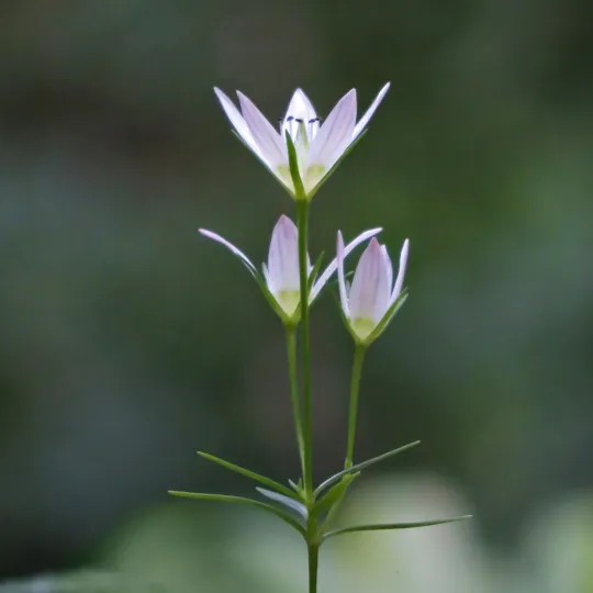 Swertia japonica