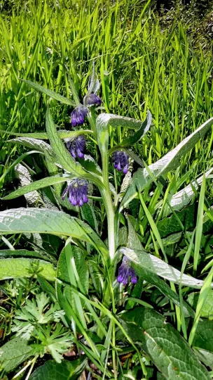 Caucasian comfrey