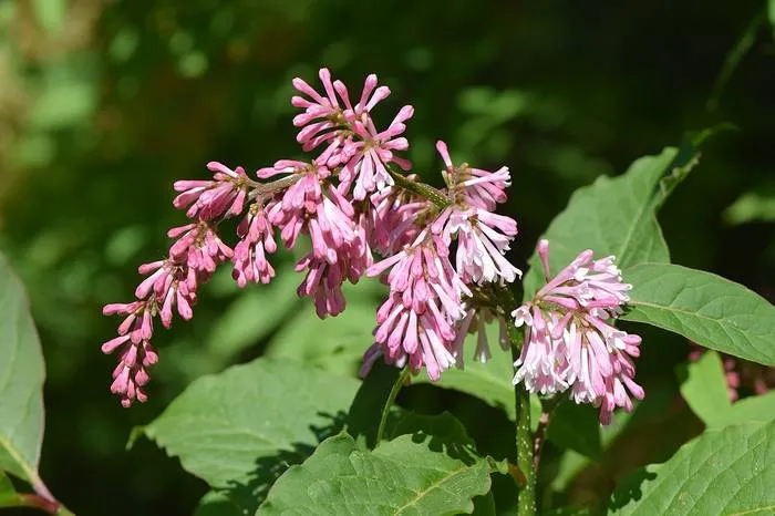 Syringa tomentella