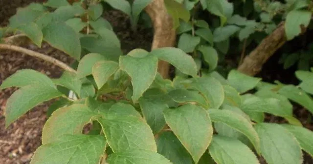 Symplocos myrtacea