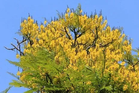 Schizolobium kellermannii