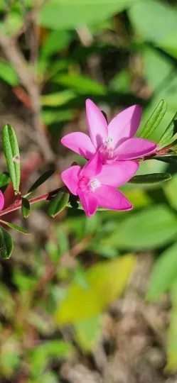 Crowea exalata