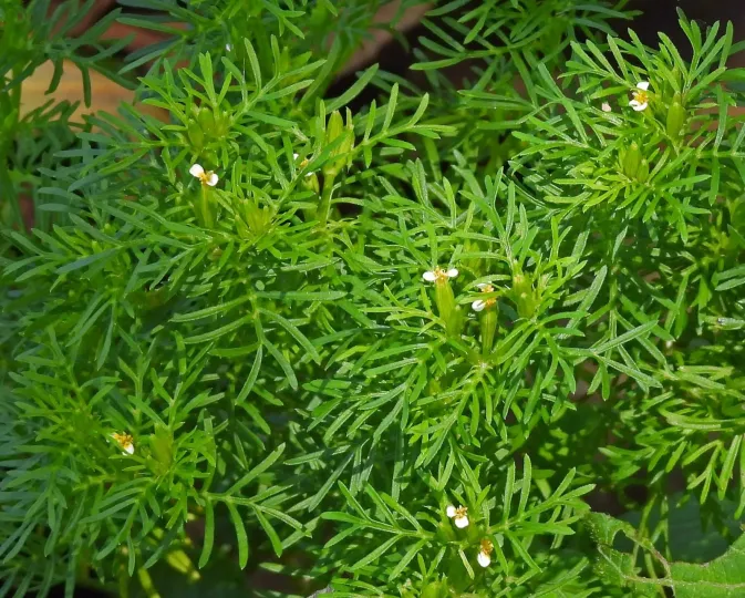 Tagetes filifolia