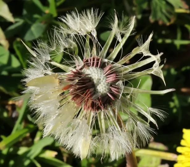 Red-seeded dandelion
