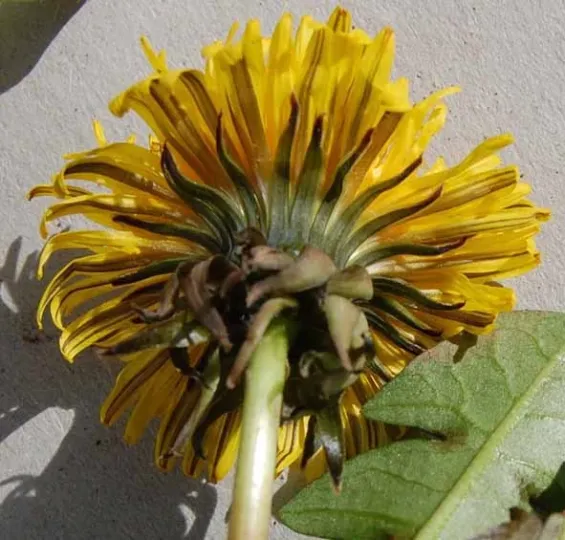 Sundberg's dandelion