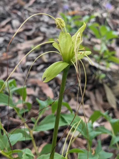 Такка леонтопеталоїдна