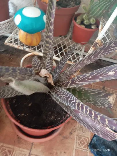 Cryptanthus fosterianus