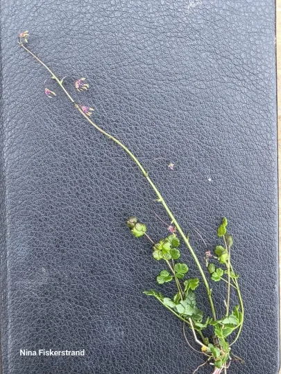 Alpine meadow-rue
