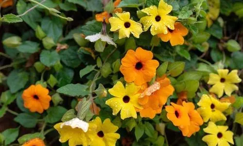 Annual thunbergia