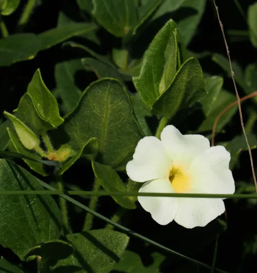 Thunbergia atriplicifolia