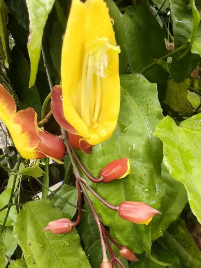 Mysore trumpet vine