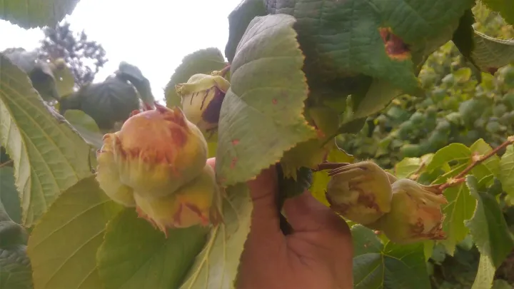 Hybrids of American and common hazel