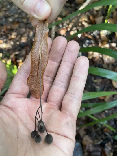 Florida basswood