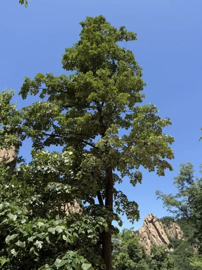 Manchurian linden