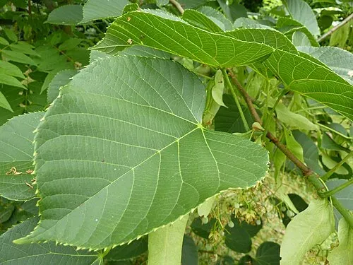 Noble lime