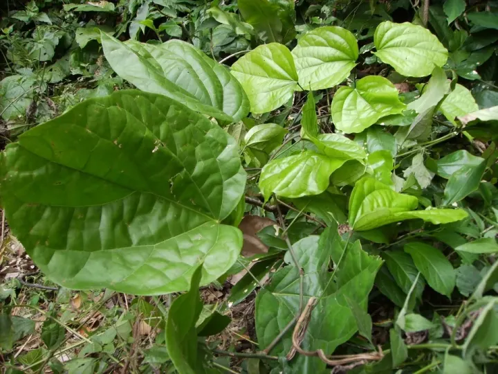 Triclisia dictyophylla