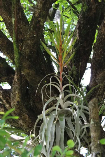 Tillandsia xerographica
