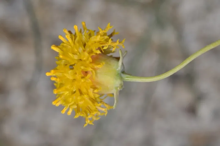 Bidens megapotamica