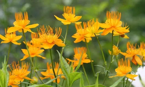 Trollius hybrids