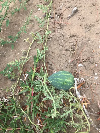 Watermelon