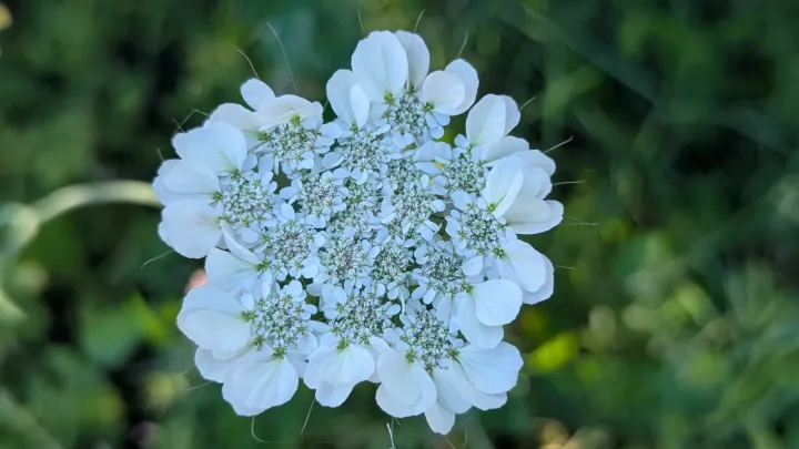 Tordylium officinale