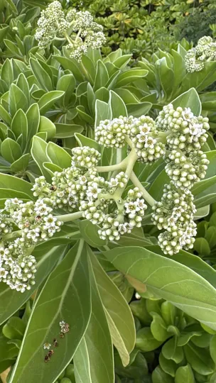 Heliotropium arboreum