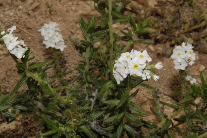 Tournefortia meyeri
