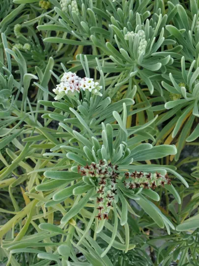 Sea rosemary