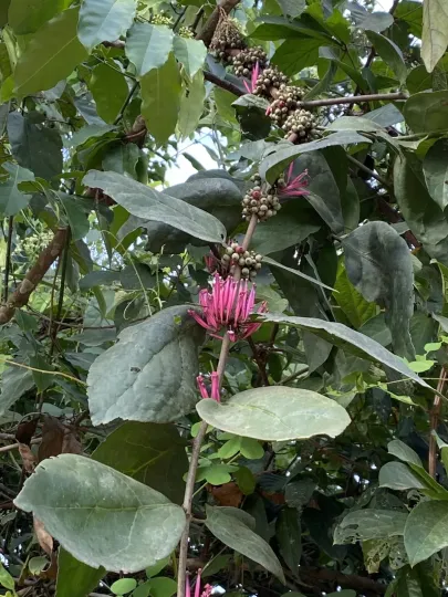Tapinanthus bangwensis
