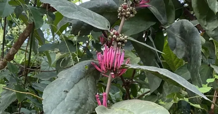 Tapinanthus iturensis