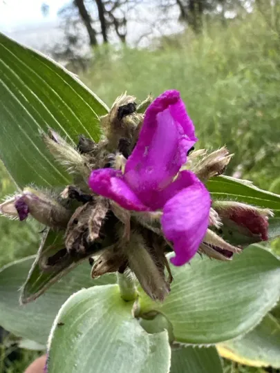 Thick-leaved spiderwort