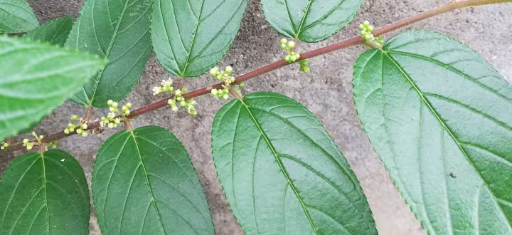 Rough poison peach