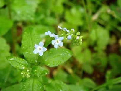Trigonotis brevipes