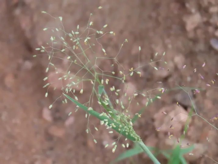 Tricholaena monachne