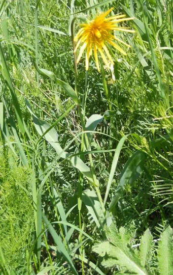 Tragopogon latifolius