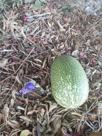 Fig-leaf gourd