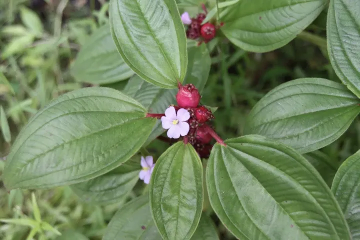 Tristemma mauritianum