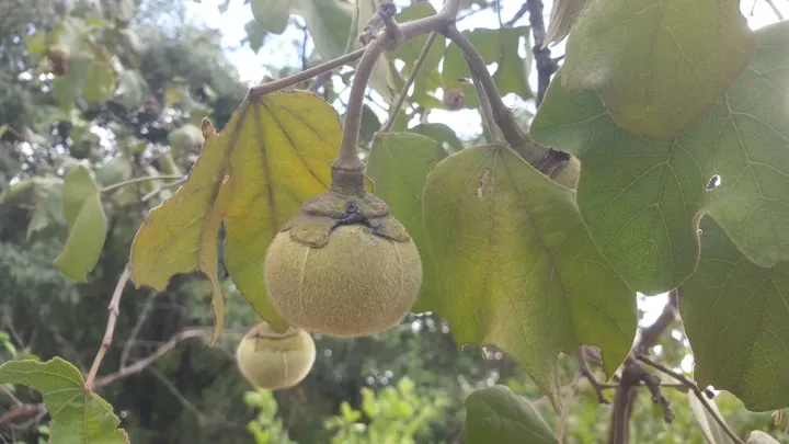 Thespesia garckeana