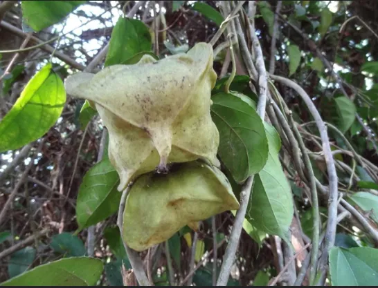 Plukenetia conophora