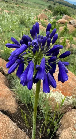 Drooping agapanthus