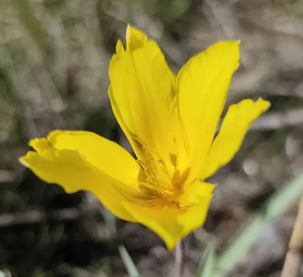 Tulipa kolpakowskiana