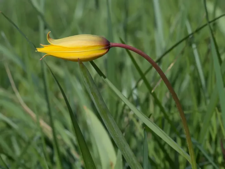Bieberstein's tulip