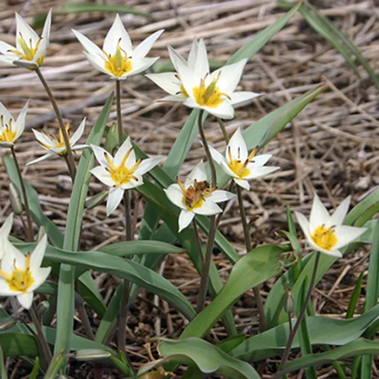 Turkestan tulip