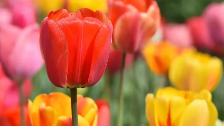 Single Tulip