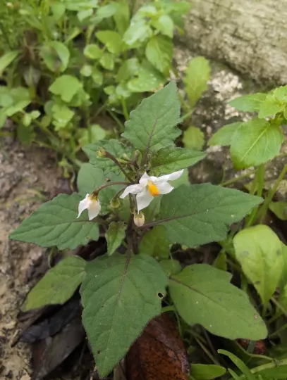 Black nightshade